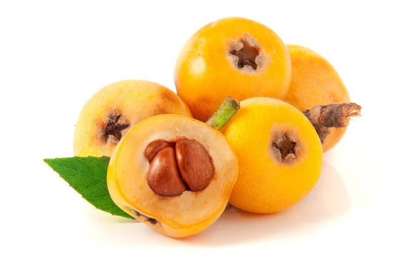 Loquat
