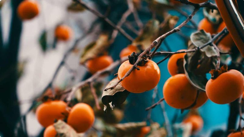 Wild Persimmon