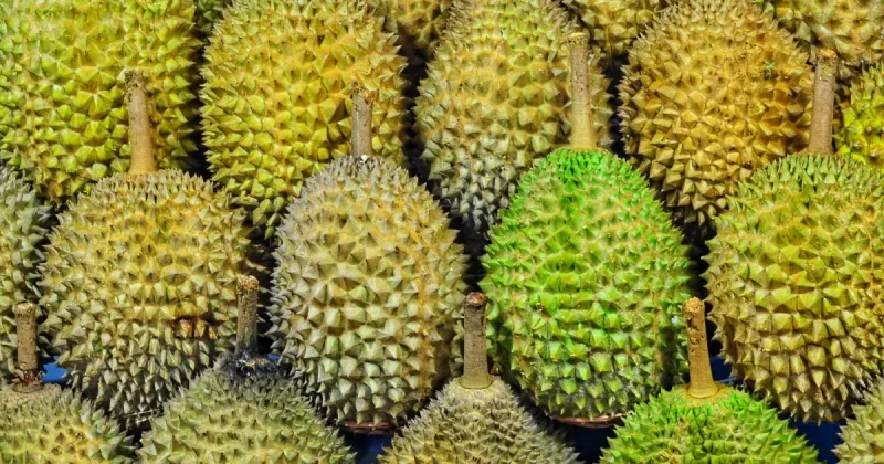 Armored Durian Fruit