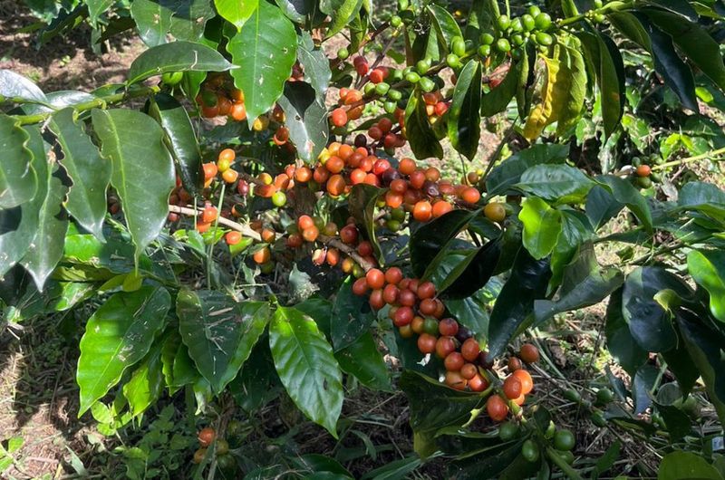 Colombia: Mountain-Grown Excellence