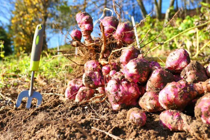 Jerusalem Artichokes: The Native Tuber