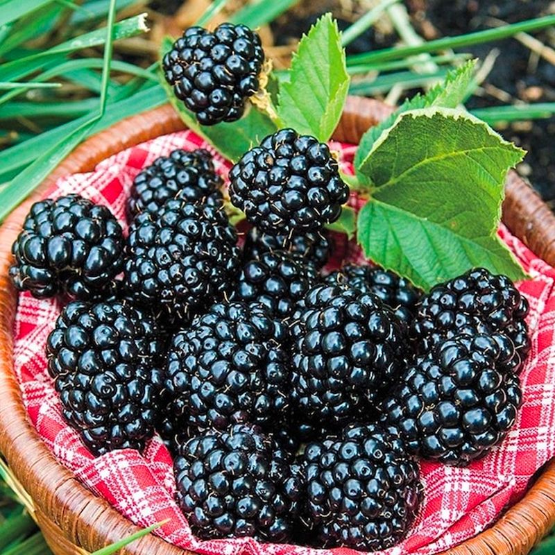 Blackberries: Nature's Protein-Packed Gems