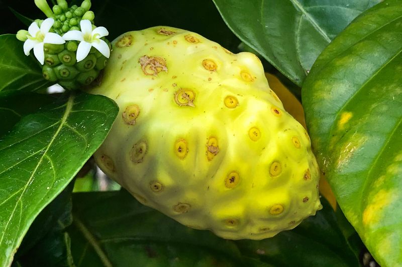 Lumpy Vomit Fruit Noni