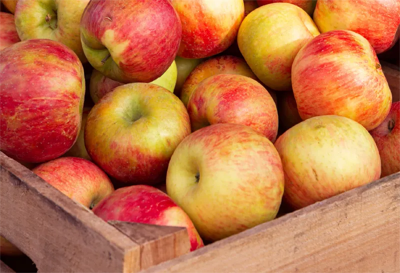 Early Apples: First Taste of Orchard Season