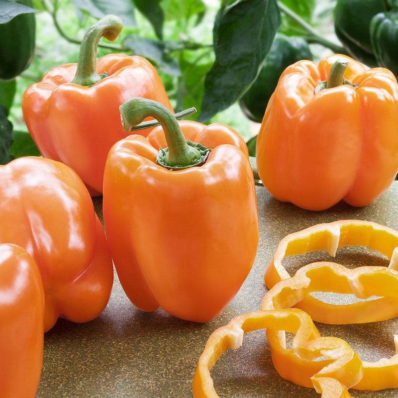 Orange Bell Peppers