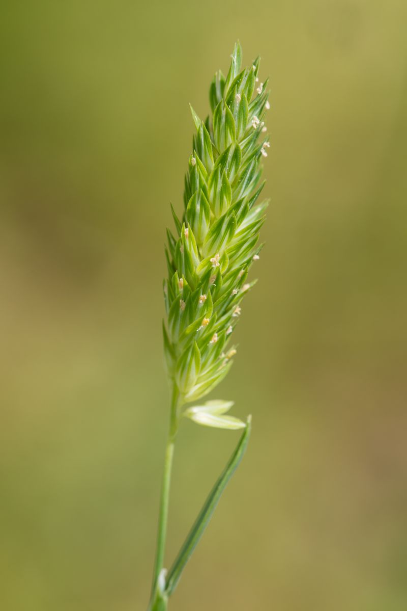 Maygrass