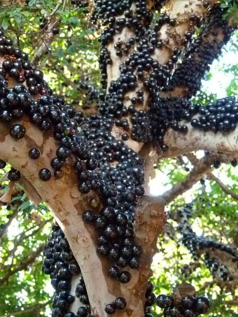 Bark-Growing Jabuticaba