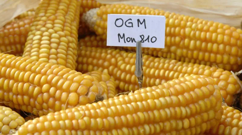 Genetically Modified Corn on the Cob