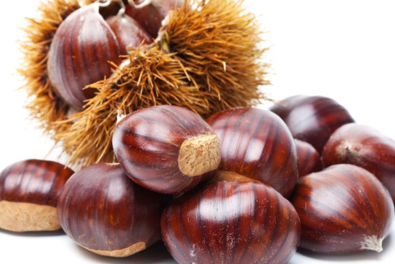 Horse Chestnuts: Nature's Impostor