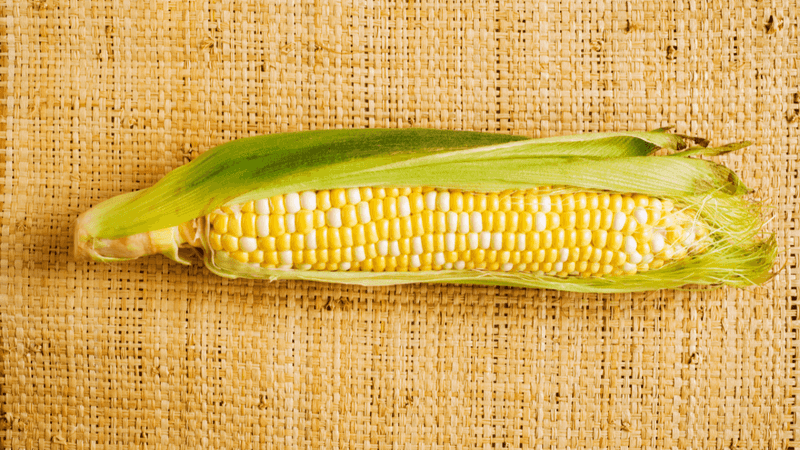 Corn on the Cob Keeps Its Sweetness