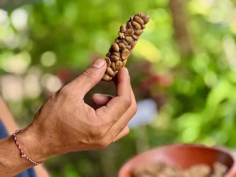 Kopi Luwak Coffee from Indonesia