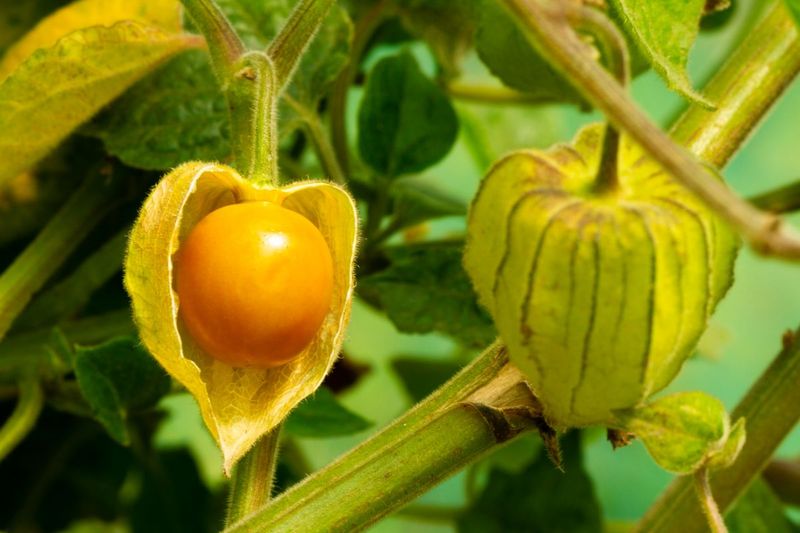 Ground Cherries: Tiny Fruits in Paper Lanterns