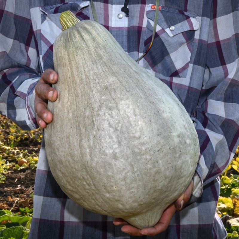 Hubbard Squash: The Winter Giant