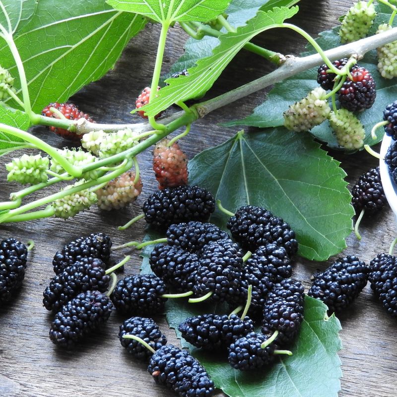 Mulberry