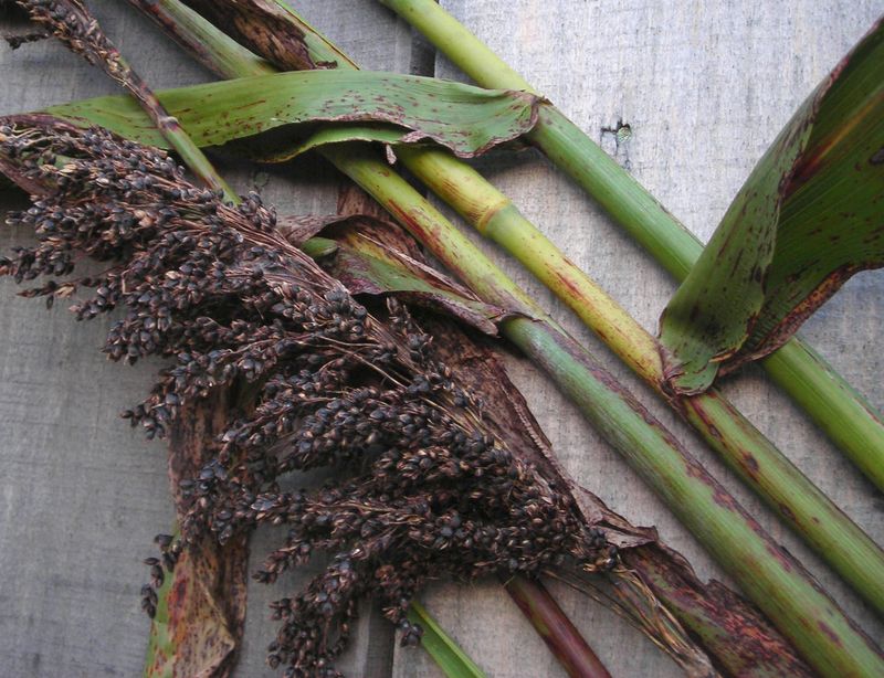 Amber Sorghum