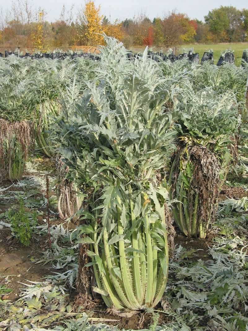 Cardoon