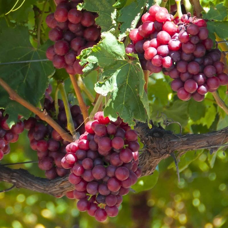 Seedless Grapes