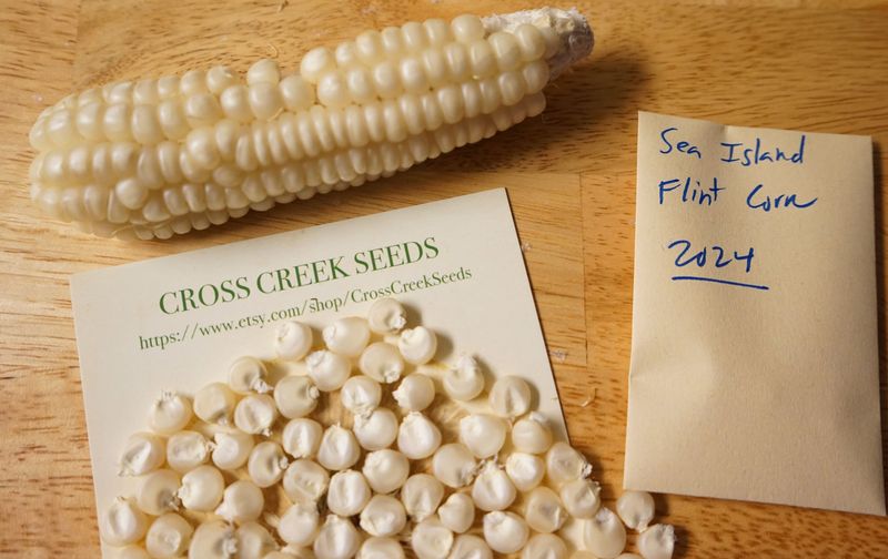Sea Island White Flint Corn