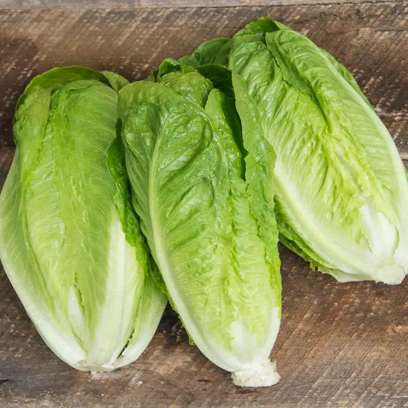 Romaine Lettuce
