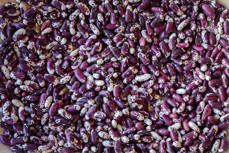 Spotted Bean Varieties