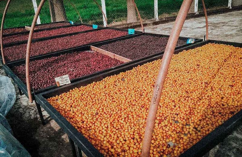 Brazil: The Volume King with Quality Surprises