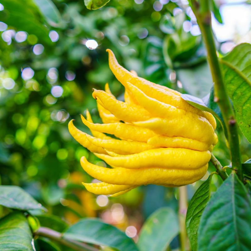 Buddha's Hand Citrus