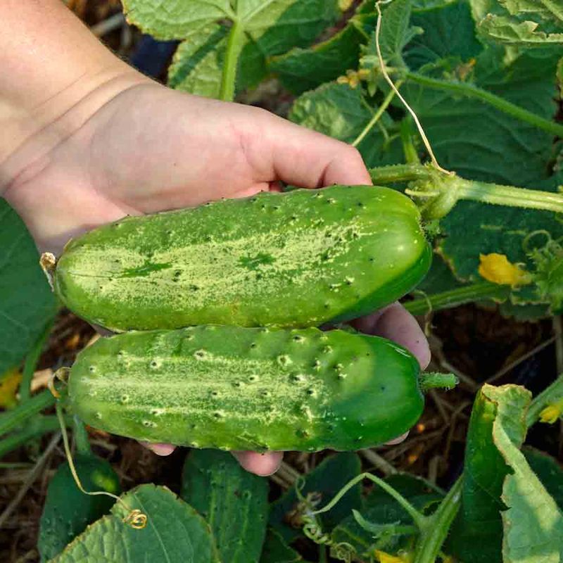 Boston Pickling Cucumber