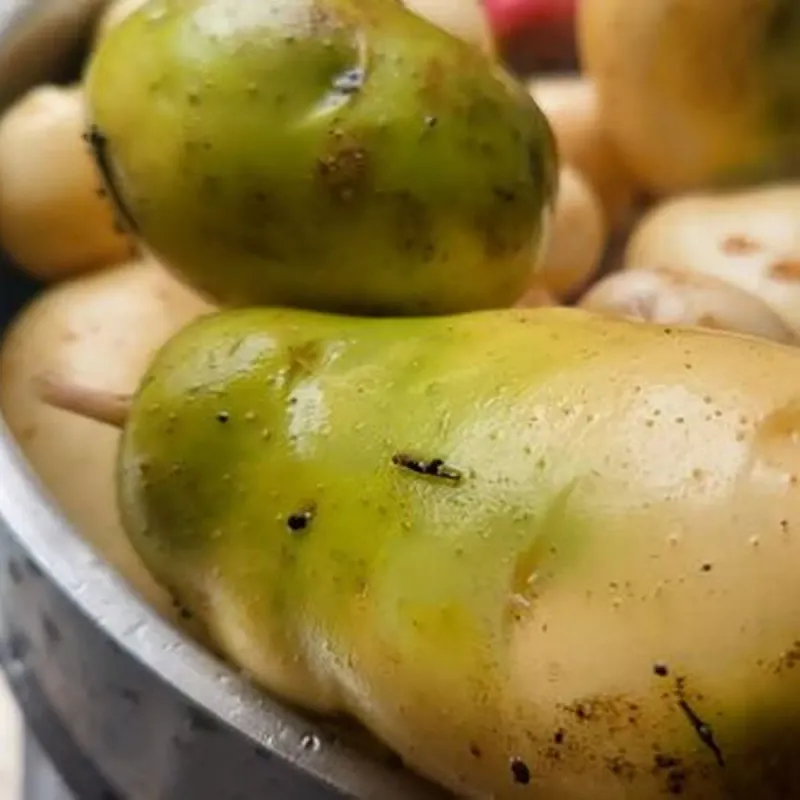 Green or Sprouting Potatoes