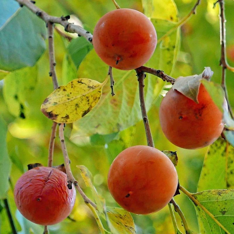 American Persimmon
