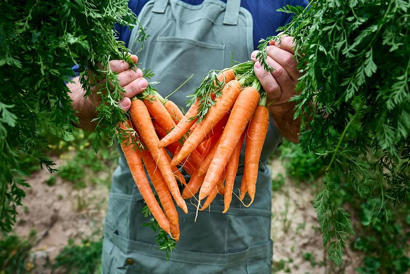 Carrots: The Crunchy Beta-Carotene Boosters