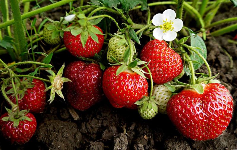 Strawberries: Nature's Candy