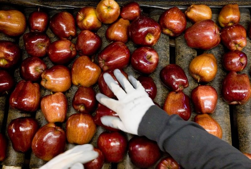 Red Delicious Apples: From Crisp to Mealy Mess