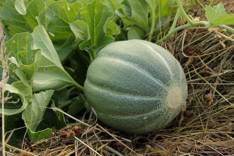 Montreal Melon