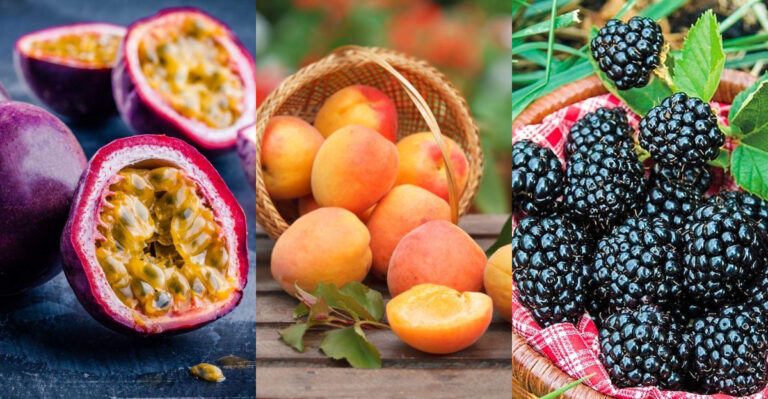 Yes, Fruit Has Protein! 7 Top Picks and Delicious Ways to Eat Them