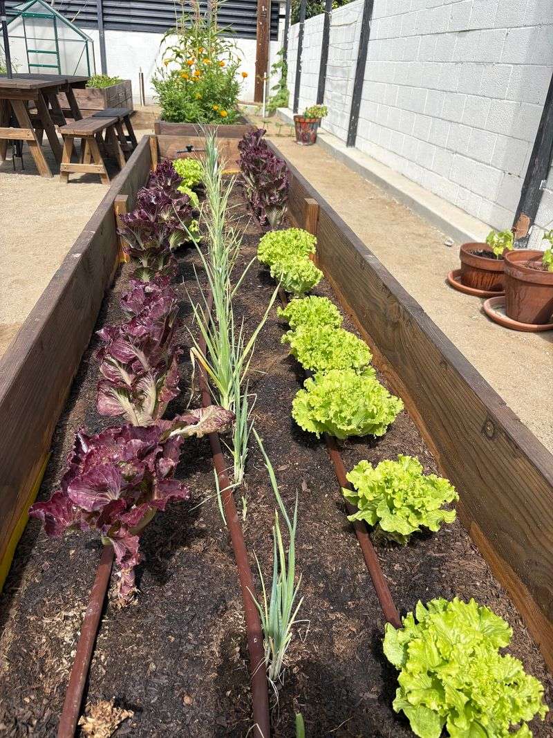 Somebody Planted Your Salad Out Back